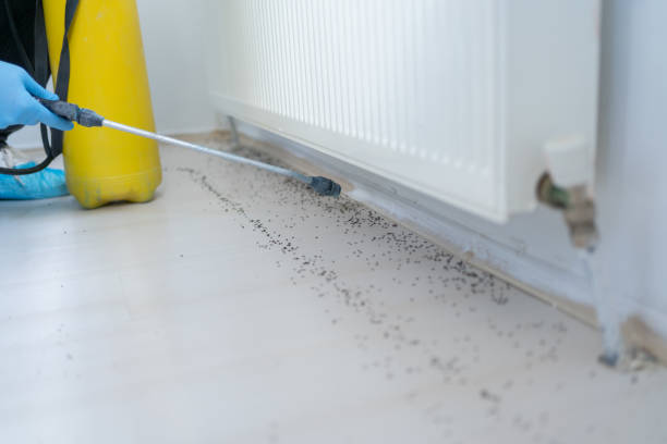 Best Wasp Removal Services  in Philipsburg, MT